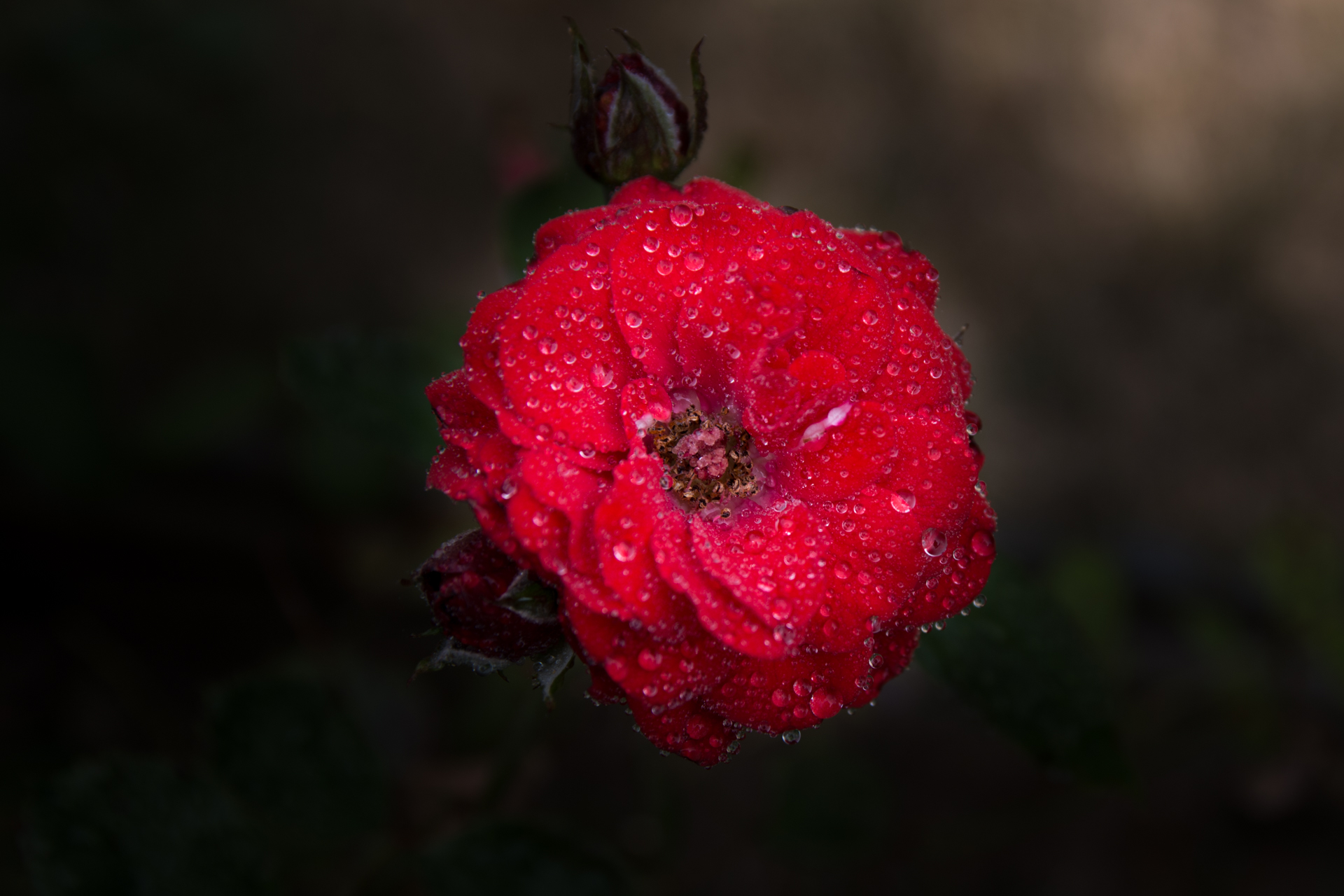 L' Oeil Noir Photographie